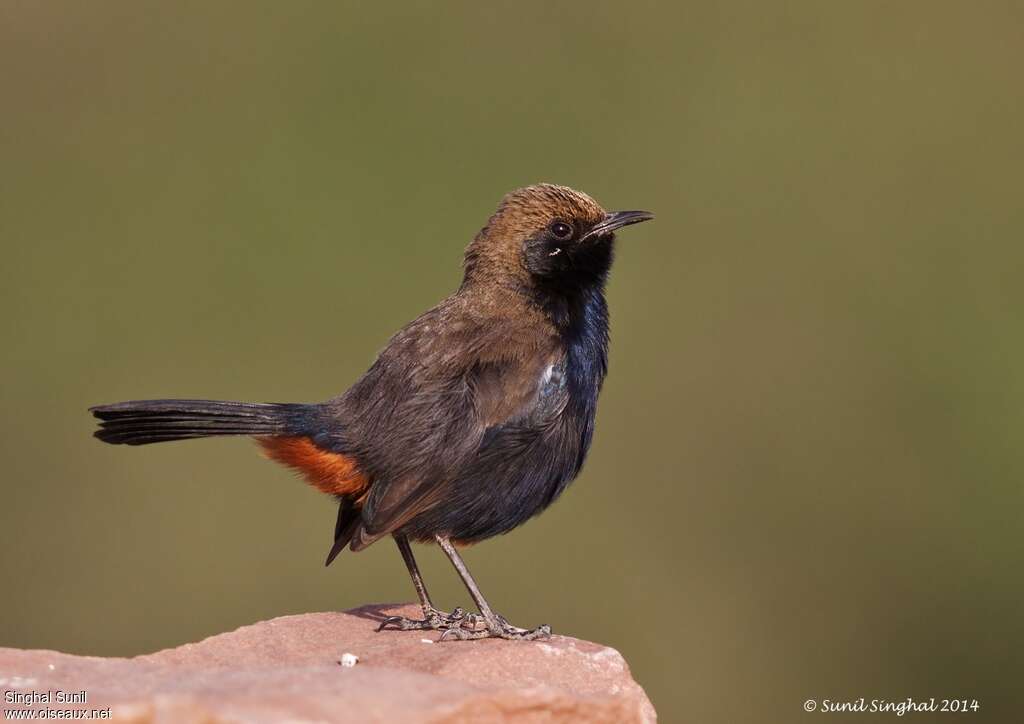 Indian Robin male adult, identification