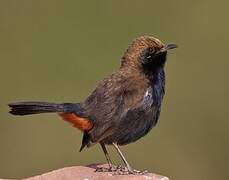 Indian Robin