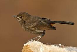 Indian Robin