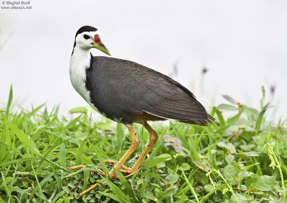 White-breasted Waterhenadult, identification