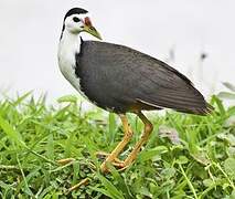 White-breasted Waterhen