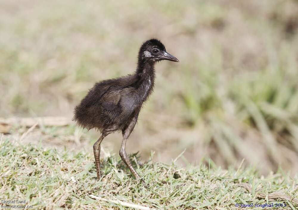 Râle à poitrine blanchePoussin, identification