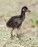 White-breasted Waterhen