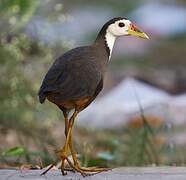 White-breasted Waterhen