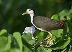 White-breasted Waterhen