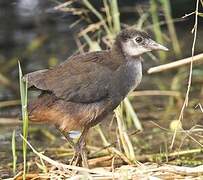 White-breasted Waterhen