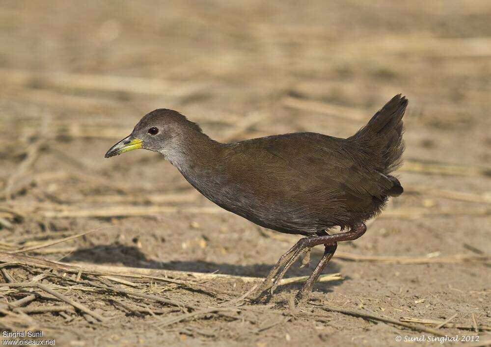 Brown Crakeadult, identification