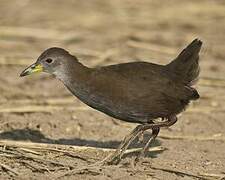 Brown Crake