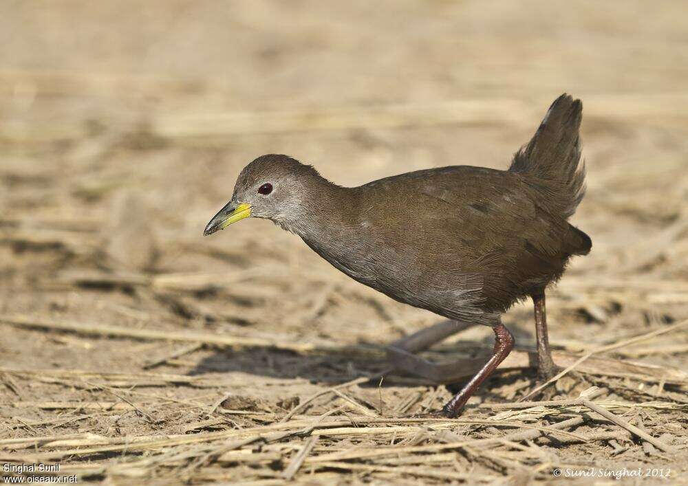 Râle akooladulte, identification