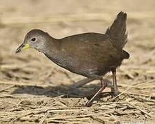 Brown Crake