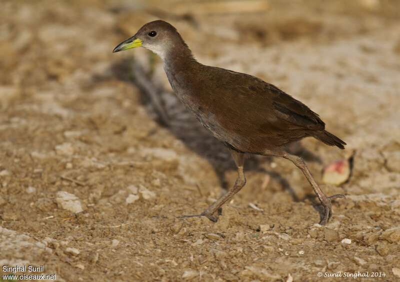 Râle akooladulte, identification