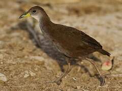 Brown Crake