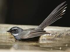 White-throated Fantail