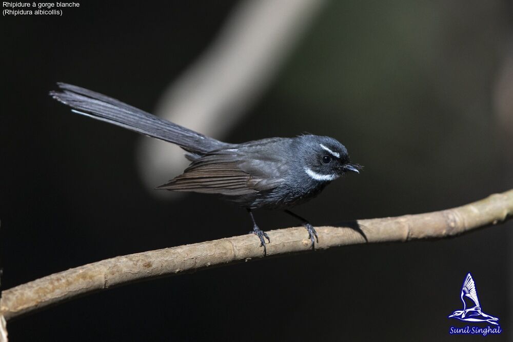 White-throated Fantailadult, identification