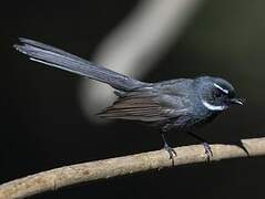 White-throated Fantail