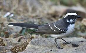White-browed Fantail