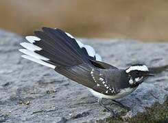 White-browed Fantail