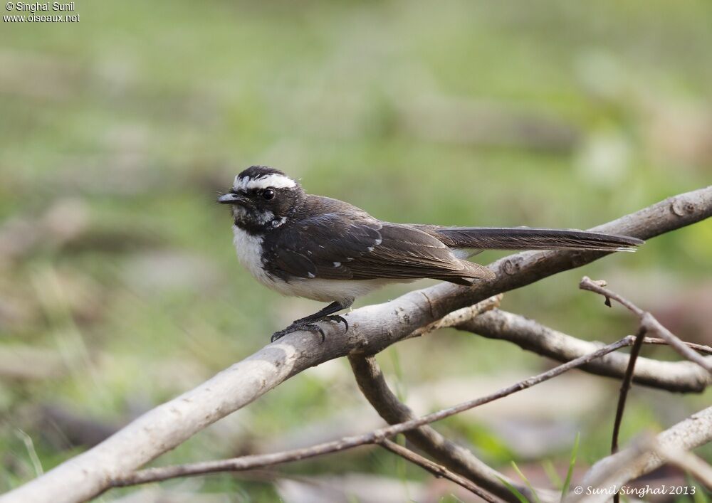 White-browed Fantailadult, identification