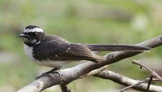 White-browed Fantail