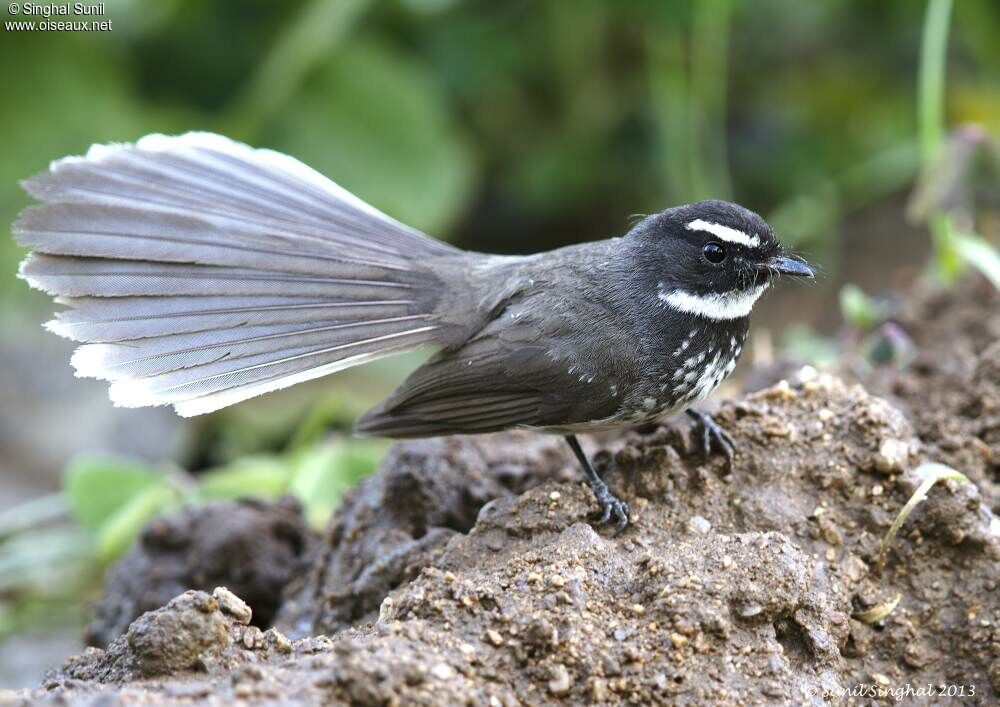 White-spotted Fantailadult, identification, Behaviour