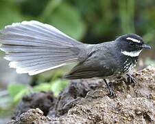 White-spotted Fantail