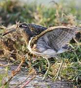 Greater Painted-snipe