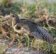 Greater Painted-snipe