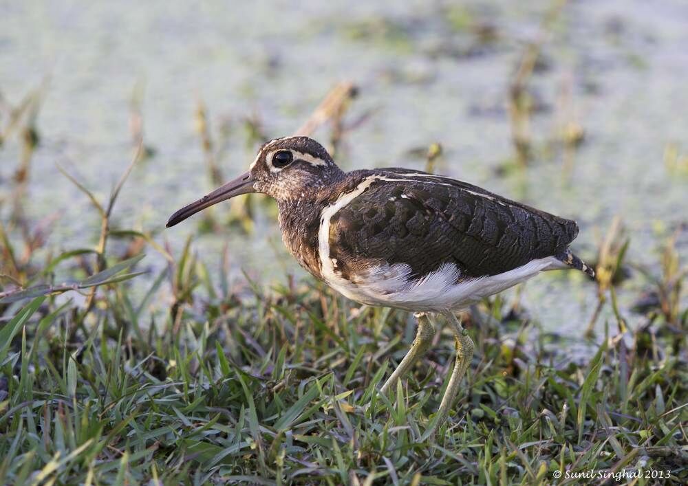 Greater Painted-snipe