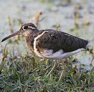 Greater Painted-snipe