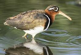 Greater Painted-snipe