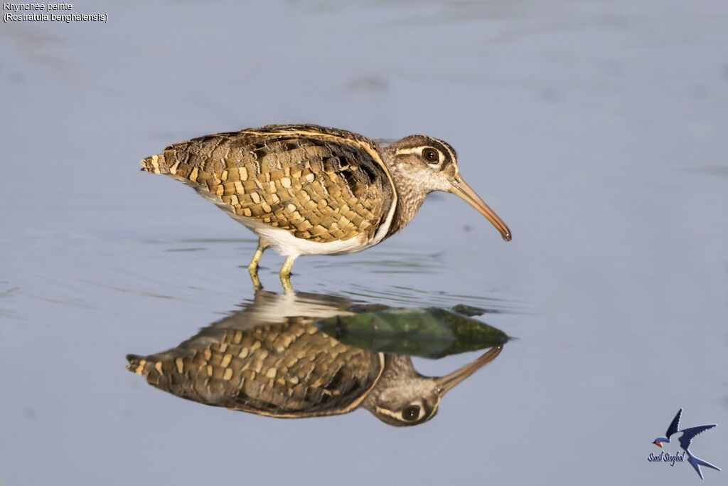 Greater Painted-snipe male adult, identification