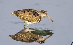 Greater Painted-snipe