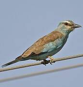 European Roller