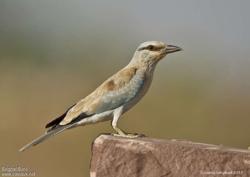 European Roller