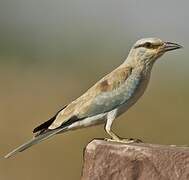 European Roller