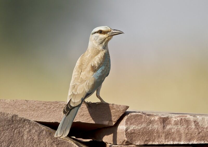 European Roller