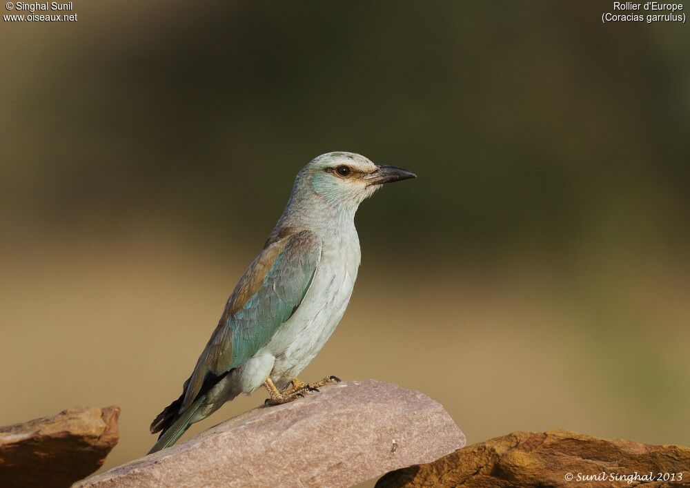 Rollier d'Europeadulte, identification