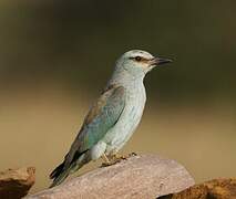 European Roller