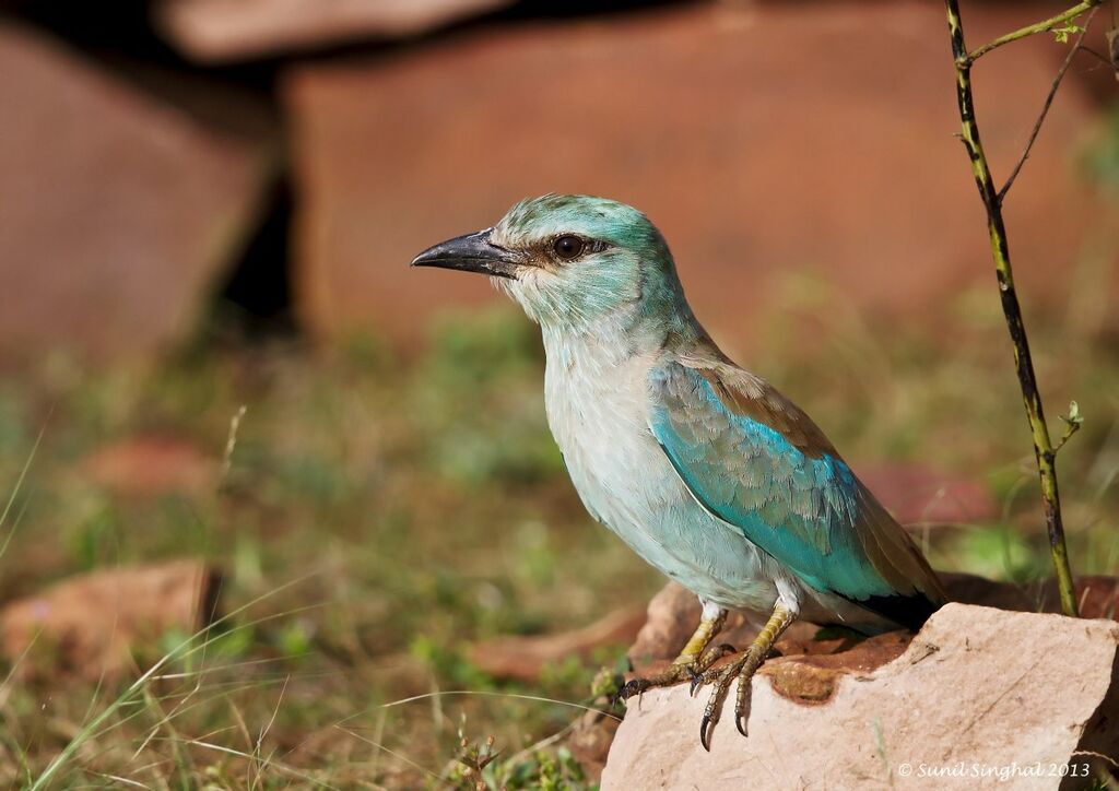 European Rolleradult, identification