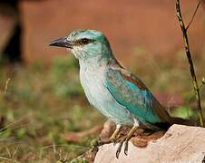 European Roller