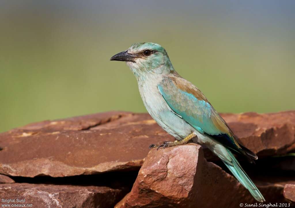 European Rolleradult, identification