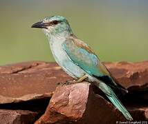 European Roller