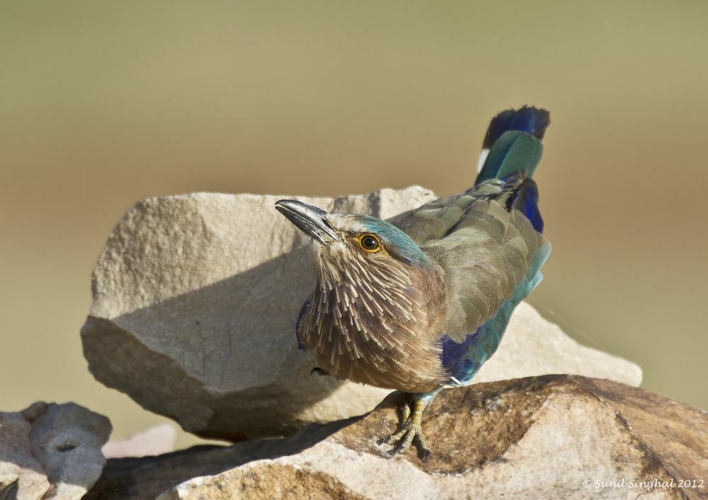 Indian Roller