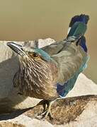 Indian Roller