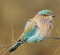 Indian Roller