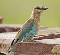 Indian Roller