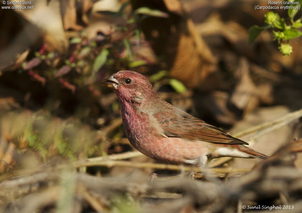 Roselin cramoisi mâle adulte, identification, Nidification