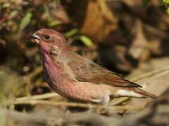 Common Rosefinch