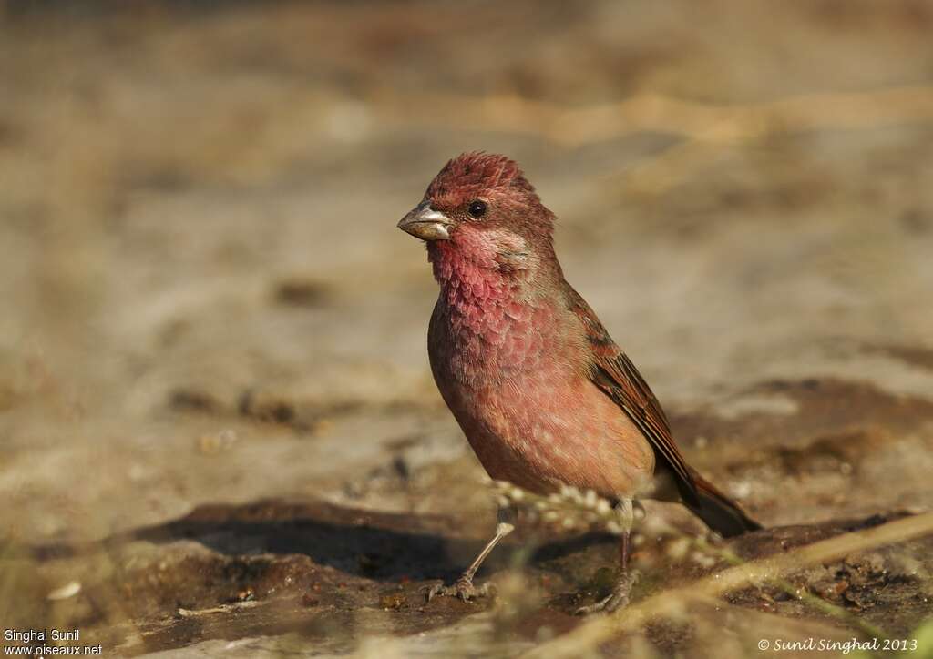 Common Rosefinch male adult, close-up portrait