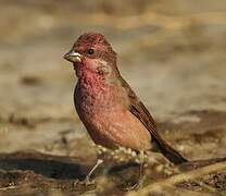 Common Rosefinch